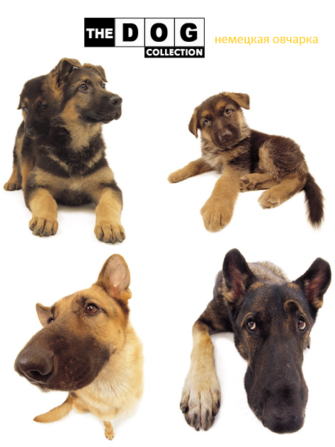 The Dog Collection Болталка
