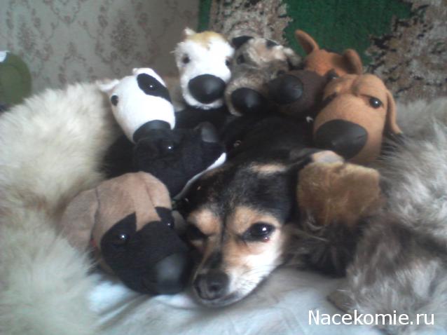 The Dog Collection Болталка