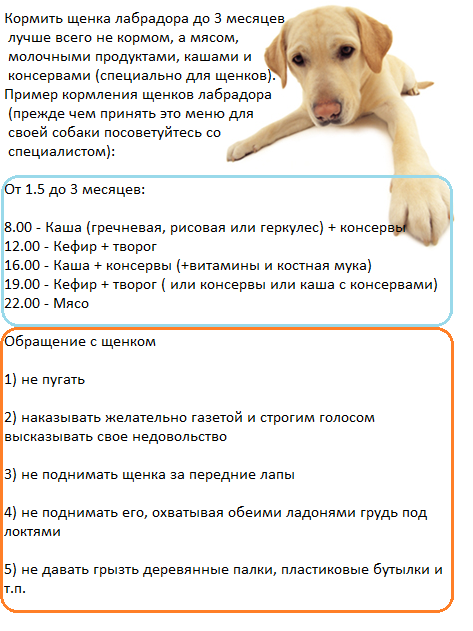 The Dog Collection Болталка