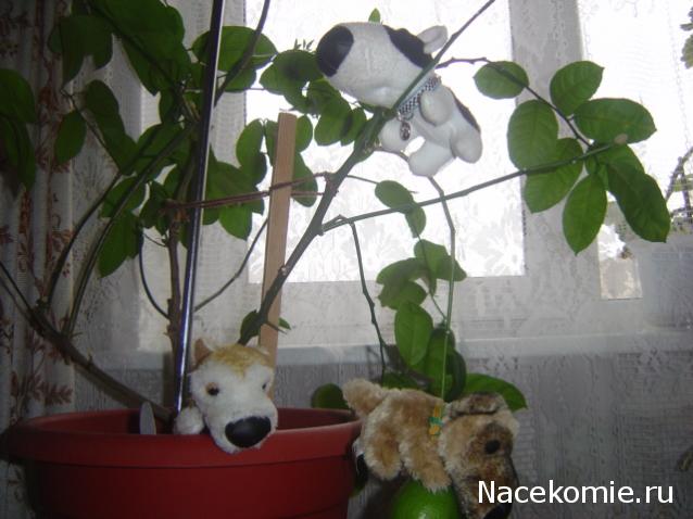 The Dog Collection Болталка