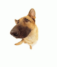 The Dog Collection Болталка