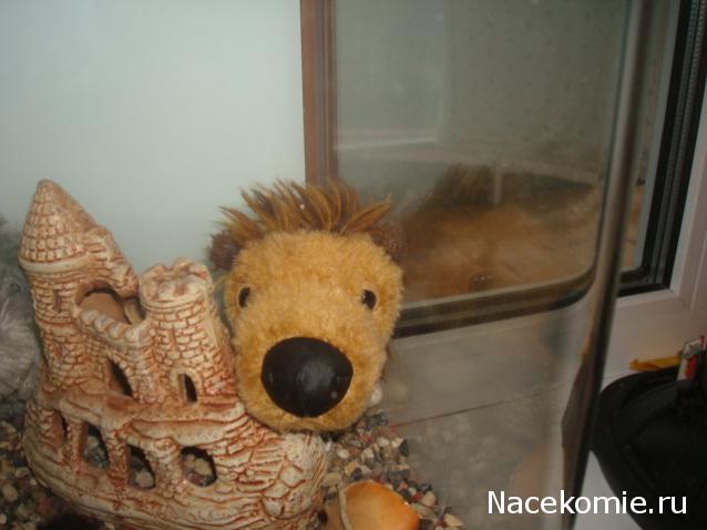 The Dog Collection Болталка