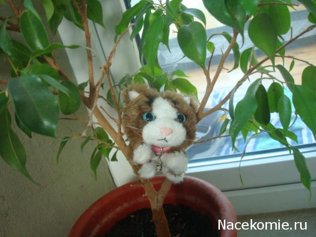 The Cat Collection №28 Рэгдолл Фото