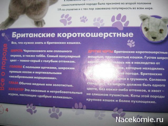 The Cat Collection №25 Британский короткошерстный кот Фото