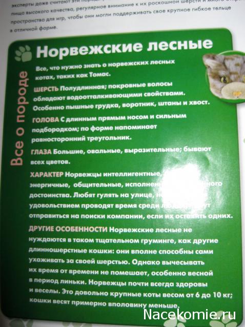 The Cat Collection №13 Норвежский лесной кот Фото