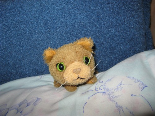 The Cat Collection №14 Сомалийский кот Фото