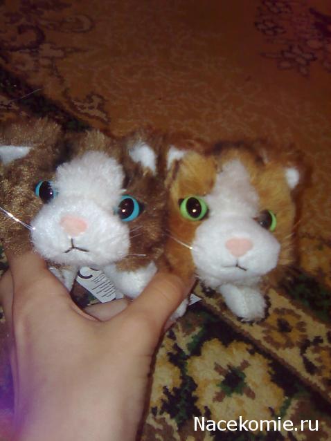 The Cat Collection №28 Рэгдолл Фото