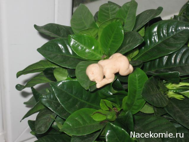 Жильцы Дома Мечты фото, ссылки, обсуждение