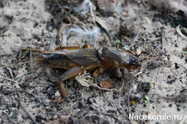 Фото насекомых (не из журнала)