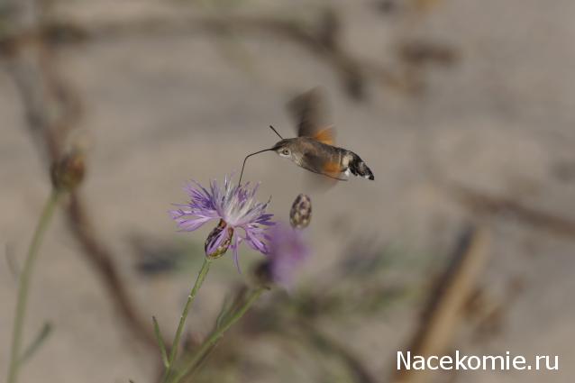 Фото насекомых (не из журнала)