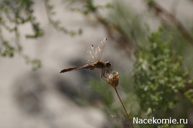 Фото насекомых (не из журнала)