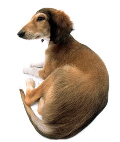 The Dog Collection Болталка