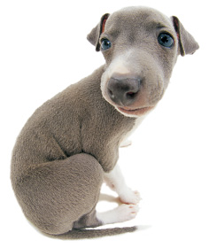 The Dog Collection Болталка