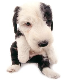 The Dog Collection Болталка