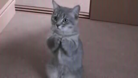 Pola - мечты сбываются