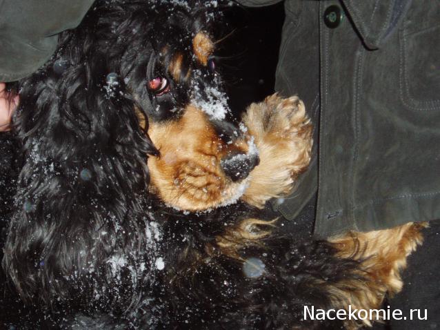 Жильцы Дома Мечты фото, ссылки, обсуждение