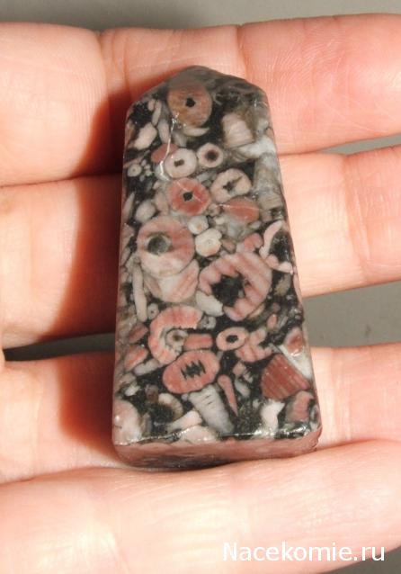 Энергия камней № 90 Криноидный известняк (обелиск) фото, обсуждение