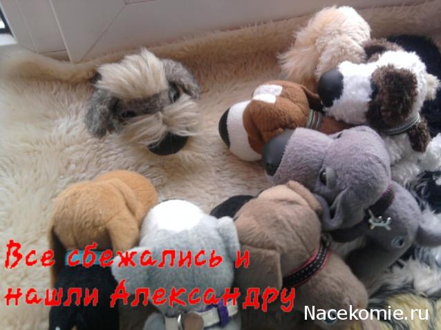 The Dog Collection Болталка