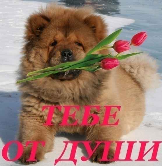 Собери Чёрную жемчужину. Пиратский трёп