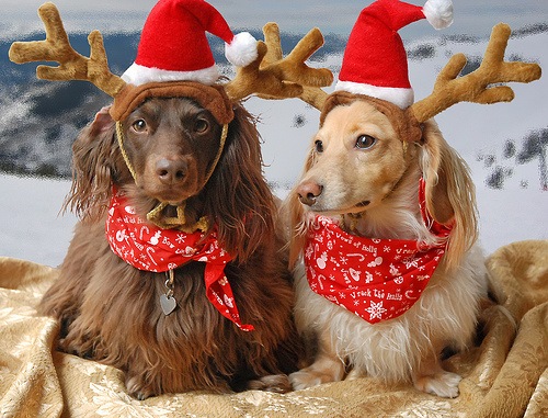 Дом Мечты и Новогодний Санта