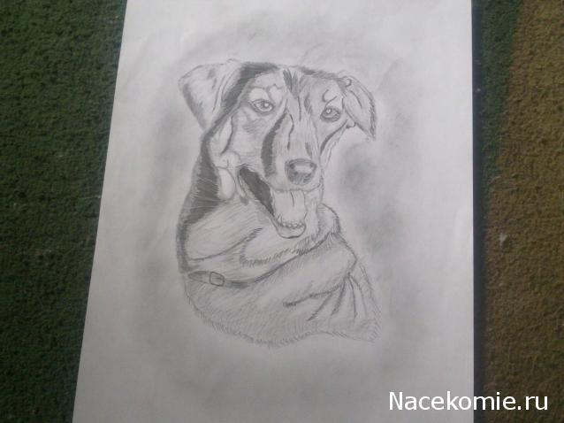 The Dog Collection Болталка