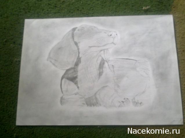 The Dog Collection Болталка