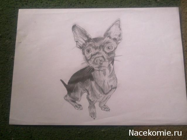 The Dog Collection Болталка