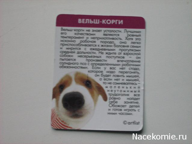 The Dog Collection Болталка