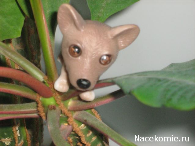 The Dog Collection Болталка