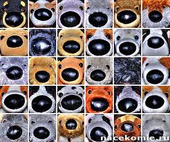 The Dog Collection Болталка