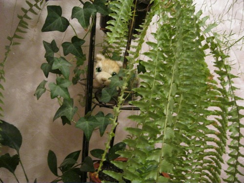 Кошкин дом. Болталка The Cat Collection