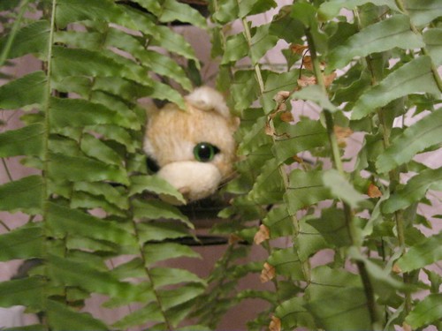 Кошкин дом. Болталка The Cat Collection