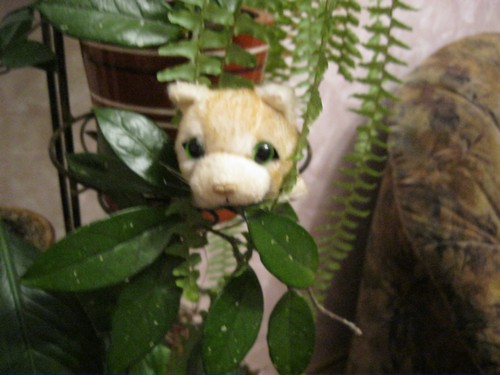Кошкин дом. Болталка The Cat Collection