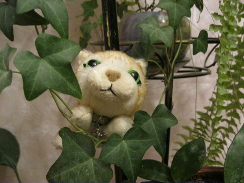 Кошкин дом. Болталка The Cat Collection