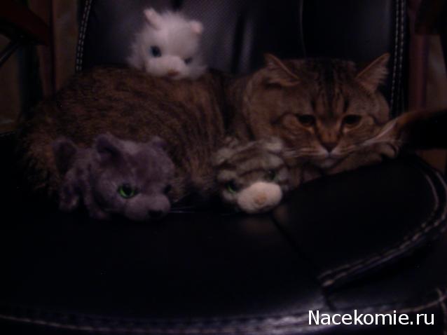 The Cat Collection № 3 Русская голубая Фото