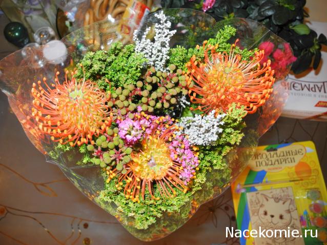 Pola - мечты сбываются