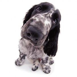 The Dog Collection Болталка