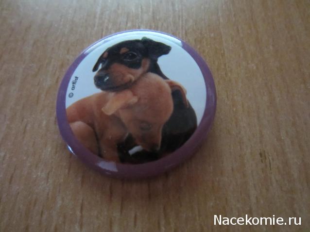 The Dog Collection Болталка