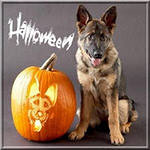 The Dog Collection Болталка