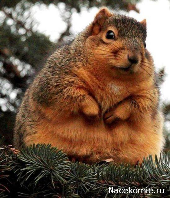 Дом Мечты Болталка: перезагрузка