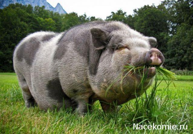 Дом Мечты Болталка: перезагрузка