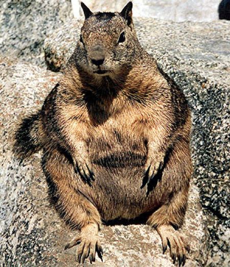 Дом Мечты Болталка: перезагрузка