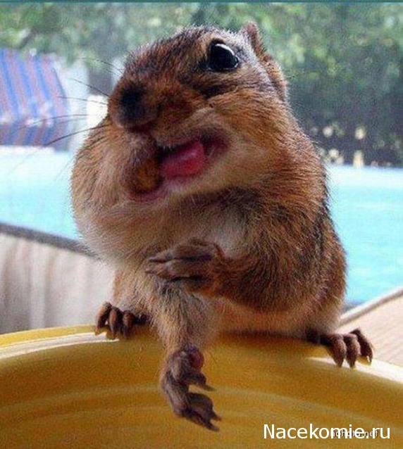 Дом Мечты Болталка: перезагрузка