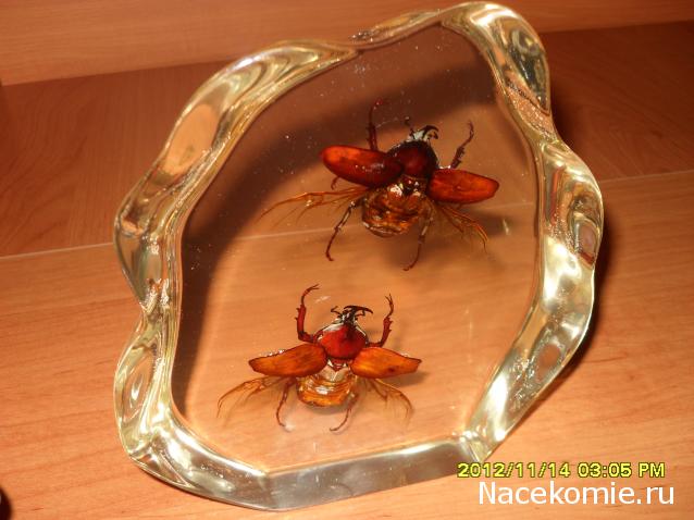 Nata