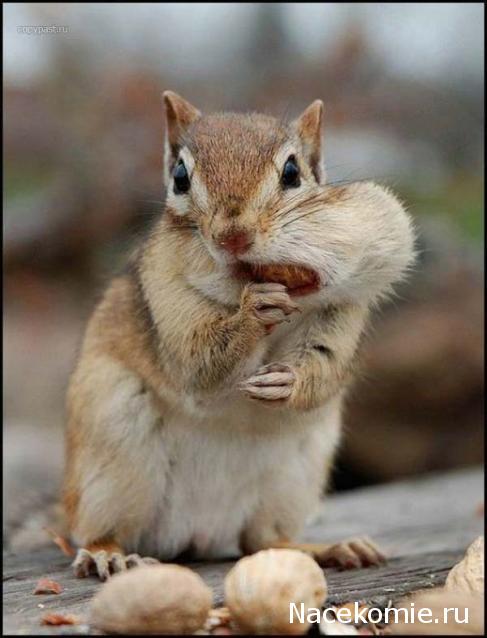 Дом Мечты Болталка: перезагрузка