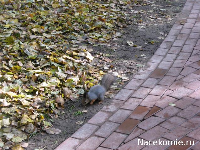 Дом Мечты Болталка: перезагрузка