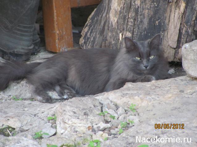 Фото кошек)))))