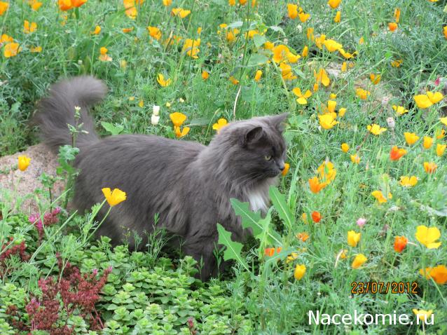 Фото кошек)))))