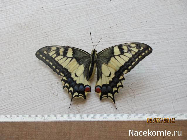 Фото насекомых (не из журнала)