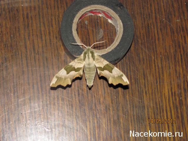 Фото насекомых (не из журнала)